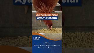 Download lagu BEST FEEDING TIME FOR LAYING HEN, SO THEY LAY EFFECTIVELY! mp3 Download lagu BEST FEEDING TIME FOR LAYING HEN, SO THEY LAY EFFECTIVELY! mp3