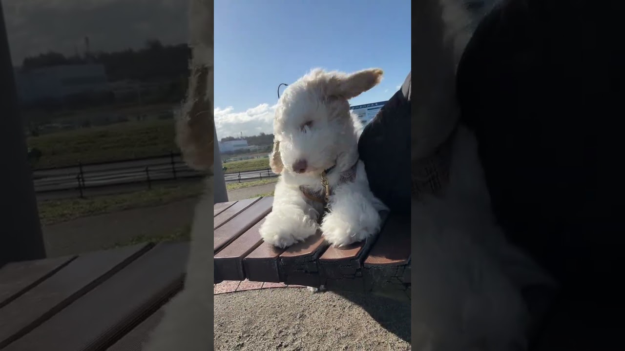 スヌーピーイッヌ