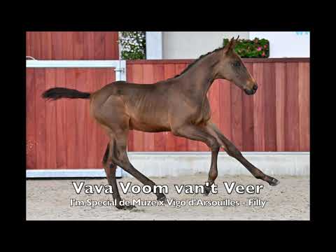 Vava Voom van't Veer (I'm Special de Muze x Vigo d'Arsouilles) - Mare - 13-3-2021