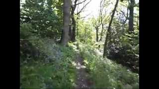 Bluebell faery folklore + Painting (re-uploaded)