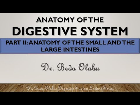 ANATOMY OF THE DIGESTIVE SYSTEM PART II - ANATOMY OF THE SMALL & THE LARGE INTESTINES