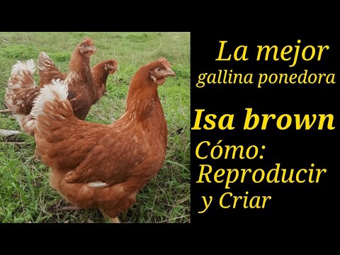 , title : 'La mejor gallina ponedora del mundo, ISA BROWN. Cómo reproducir y criar a esta línea de alta postura'