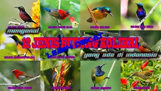 Download lagu Mengenal LEBIH DEKAT 12 jenis BURUNG KOLIBRI yang ada di indonesia mp3