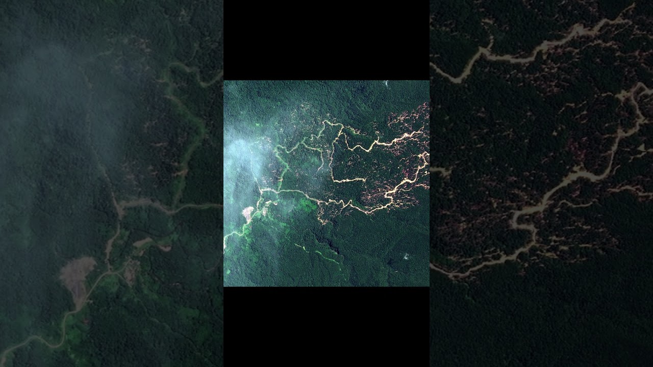Hutan Borneo dalam bahaya!