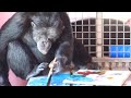 Chimpanzees Make Art To Sell To Support Their Sanctuary