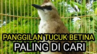 Download lagu Suara burung trucuk betina memanggil Jantan Pancingan Ampuh trucukan gacor agar bunyi mp3 Download lagu Suara burung trucuk betina memanggil Jantan Pancingan Ampuh trucukan gacor agar bunyi mp3
