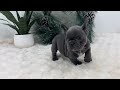 French Bulldog dogs for sale: Tara - Video 1