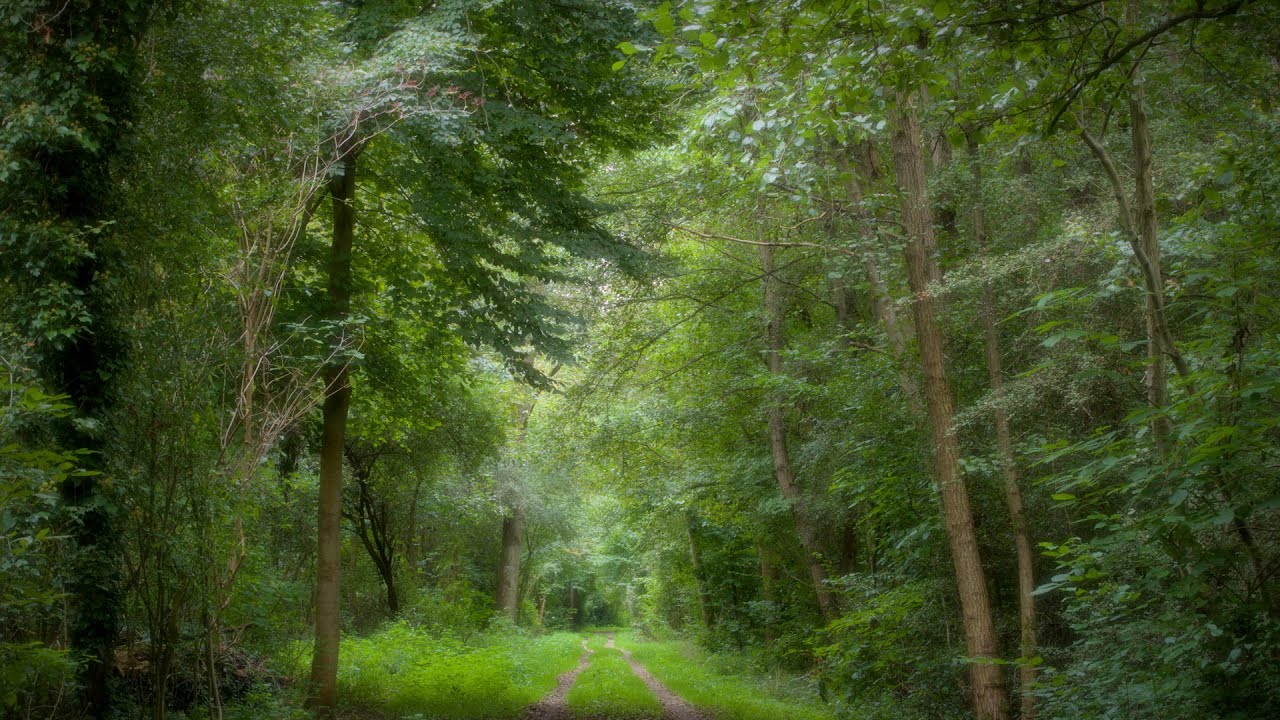 🌳 4K - Relaxing Nature Sounds For Stress Relief, Forest Sounds, Bird Song