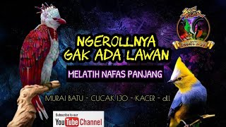 Download lagu MASTERAN Burung Ngeroll Panjang, Gak ada Lawan❗️Buat Melatih Pernafasan mp3