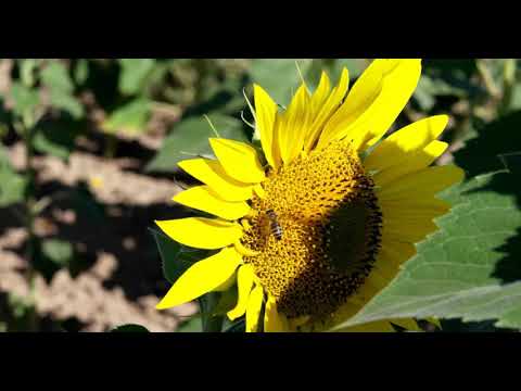 La Bureba Sunflower