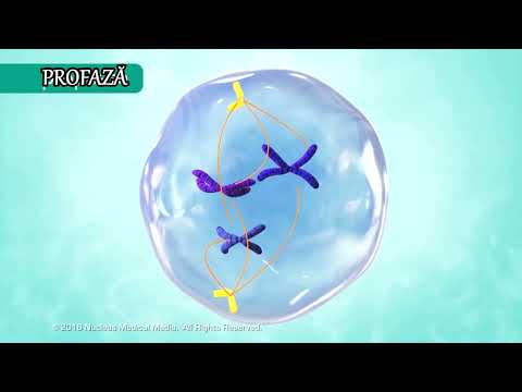 Ciclul celular - mitoza