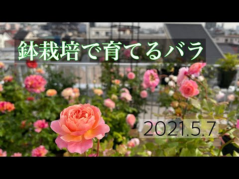 園芸 クズアシ、アロールート、ディクタム、ルルート