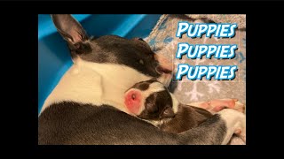 Puppies Puppies Puppies!! Boston Terrier Puppies!