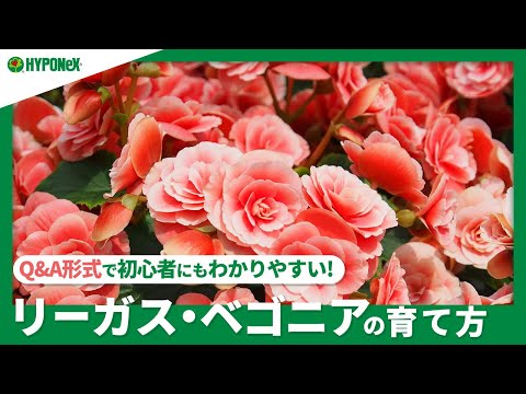 花 ベゴニア インテリアメンテナンス 品種 日当たりの良い