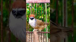 Download lagu Burung Kaso kaso Gacor mp3 Download lagu Burung Kaso kaso Gacor mp3