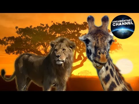 WILDLIFE IN SERENGETI | Wild animals | Serengeti National Park