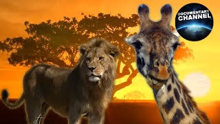 WILDLIFE IN SERENGETI - part 1