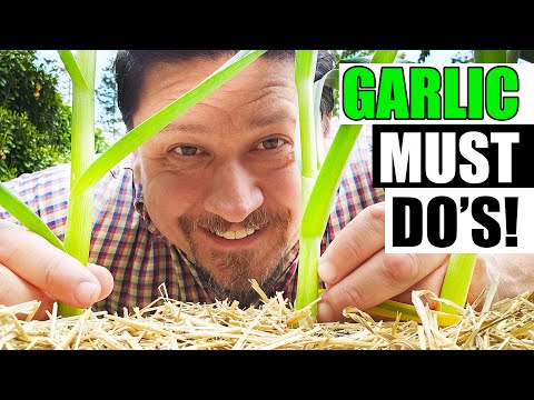 Harvesting Your Garlic The Definitive Guide For Beginners