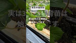 育苗が本確的に始まりました#農業 #農協 #いちご