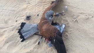TRAINING MY MALE KESTREL TO HUNT PIGEON