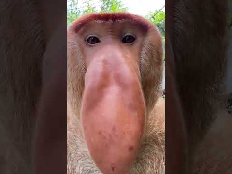 Proboscis Monkey Makes Funny Noises
