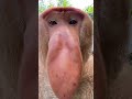 Proboscis Monkey Makes Funny Noises