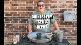 Chinese Seiju Elm Repot