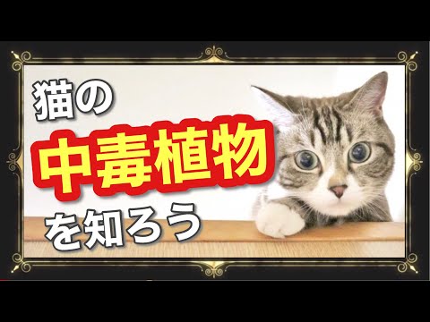 庭の有毒な植物、装飾的な花、美しい香りのよい花、赤、白、黄色、ピンク