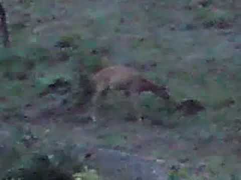 Bock ist Doll und Geil