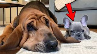 This Traumatized Puppy Wouldn’t Eat Until an Old Shelter Dog Saved Him