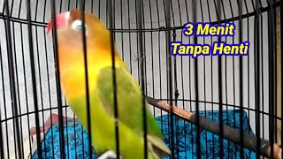 Download lagu Lovebird ngekek panjang 3 menit full mp3 Download lagu Lovebird ngekek panjang 3 menit full mp3