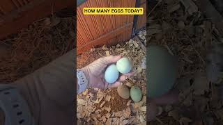 Our Chickens Surpised Me Today! #fun #chicken #pets #love #food #fresheggs #funny
