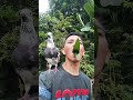 bird sounds #birds #birdssinging #birdsong #birdsound #birdcalling
