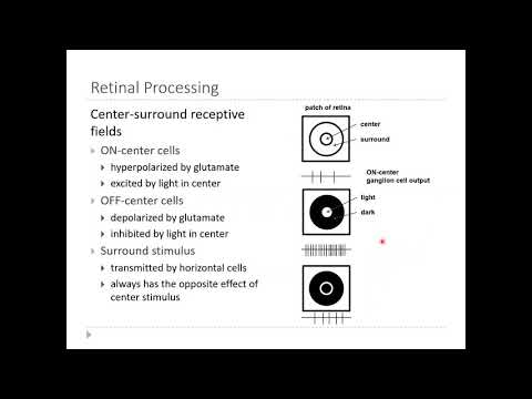 OSSM Neuro Chapter 9 - Retinal Processing