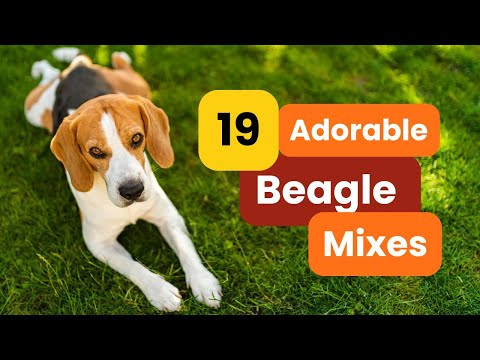 Top 19 Beagle Mixes That Will Steal Your Heart!