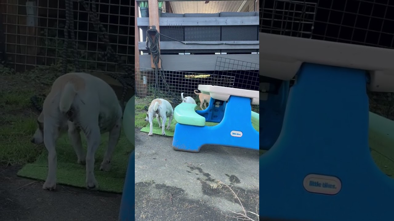 Enlarge Impreza (Subaru litter), a Adoptable mixed breed in Silvana, WA video 6/6