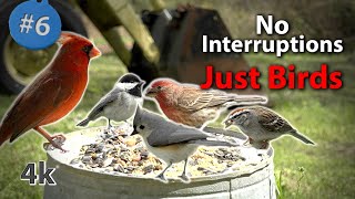 Download lagu 8 Hours of Close up Birds feeding with Sound in 4K... mp3