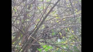 Game warden tells stories of Bigfoot in the National Parks, What not to do