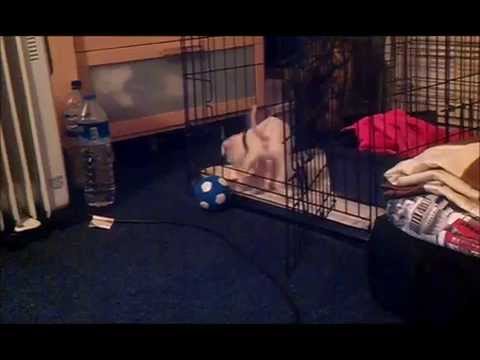 Staffordshire bull terrier Raya 9 weeks old - 9 tygodni