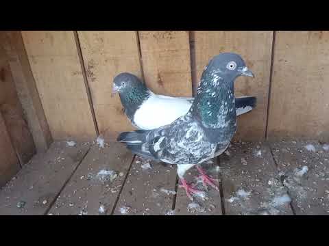 Teddy jorda for sale // sheikh sab