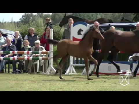 A288 Stutfohlen von Dinken   Levisto   Calvin
