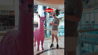 There’s a PINK ALPACA on a cruise ship! Yep this alpaca is on Marella Discovery. Have you seen it?