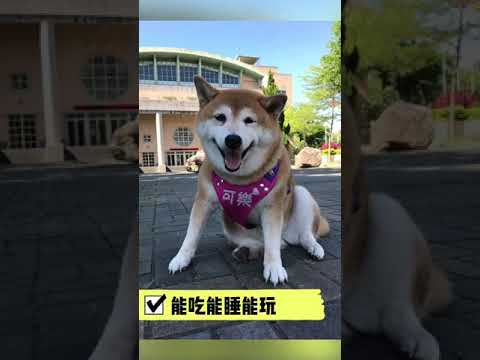 安溪國中校犬【可樂】-新北市109年校園犬貓影片網路票選活動