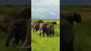 African Safari 🐘🦁 #africa #safari #animals