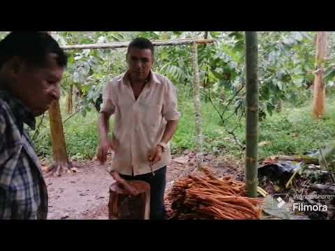 Preparación del Yagé_Taita Andrés Jacanamejoy (Puerto Guzmán, Putumayo) primera parte