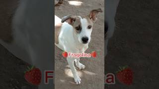 Download lagu Fragolina Cerca Casa | Splendida Dolce Cucciola Tg Media #shorts #perte #adotta #dog #amore mp3 Download lagu Fragolina Cerca Casa | Splendida Dolce Cucciola Tg Media #shorts #perte #adotta #dog #amore mp3