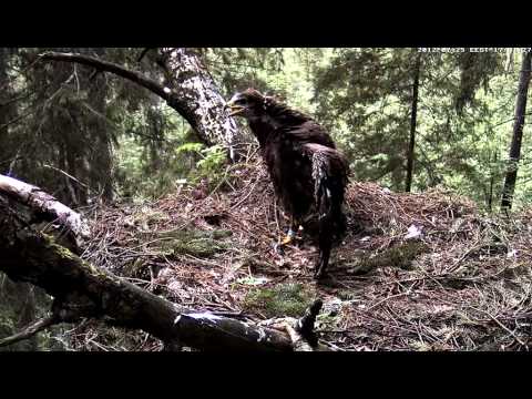 Tooni 2012-07-25 17:37