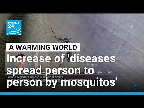 Mosquito-borne diseases: 'As world warms, parasites, diseases and viruses become more transmissible'