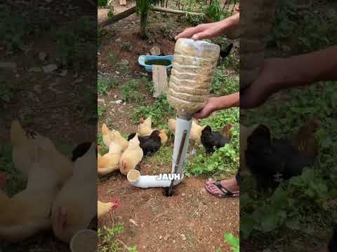 Cuma Pakai Pipa, Pemuda Ini Bikin Tempat Pakan Ayam Otomatis