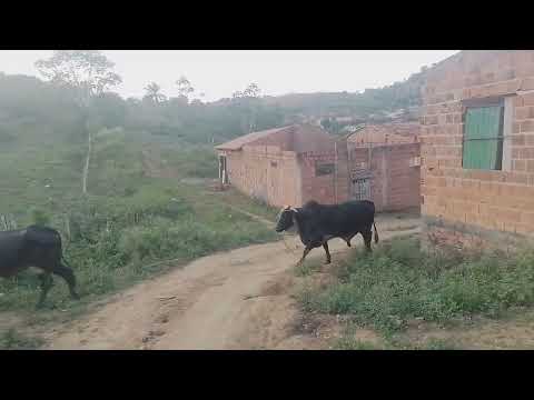 Dando a volta no bairro ibirataia Bahia
